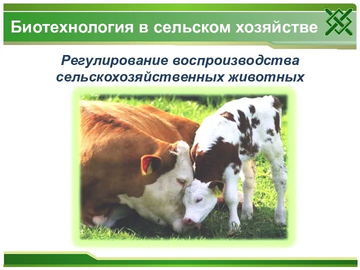 Регулирование воспроизводства сельскохозяйственных животных Биотехнология в сельском хозяйстве