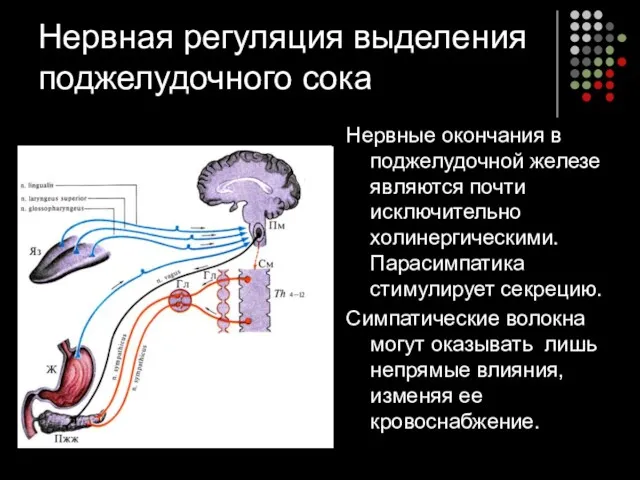 Нервная регуляция выделения поджелудочного сока Нервные окончания в поджелудочной железе