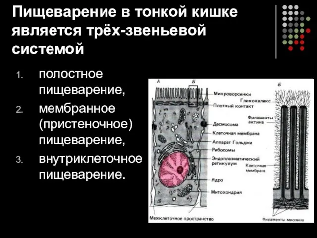 Пищеварение в тонкой кишке является трёх-звеньевой системой полостное пищеварение, мембранное (пристеночное) пищеварение, внутриклеточное пищеварение.