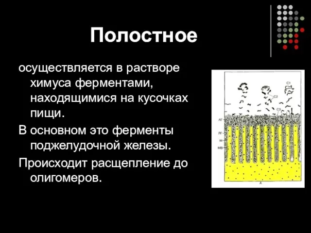 Полостное осуществляется в растворе химуса ферментами, находящимися на кусочках пищи.