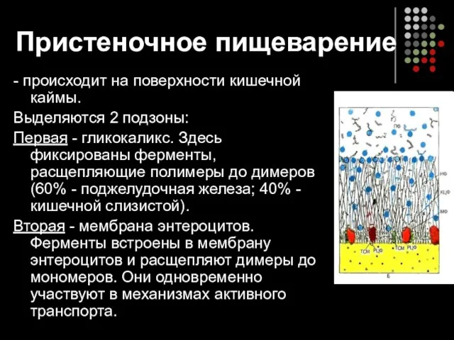 Пристеночное пищеварение - происходит на поверхности кишечной каймы. Выделяются 2