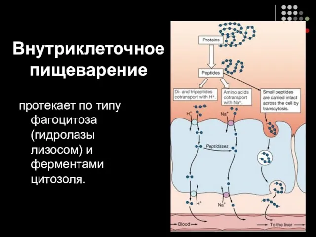 Внутриклеточное пищеварение протекает по типу фагоцитоза (гидролазы лизосом) и ферментами цитозоля.