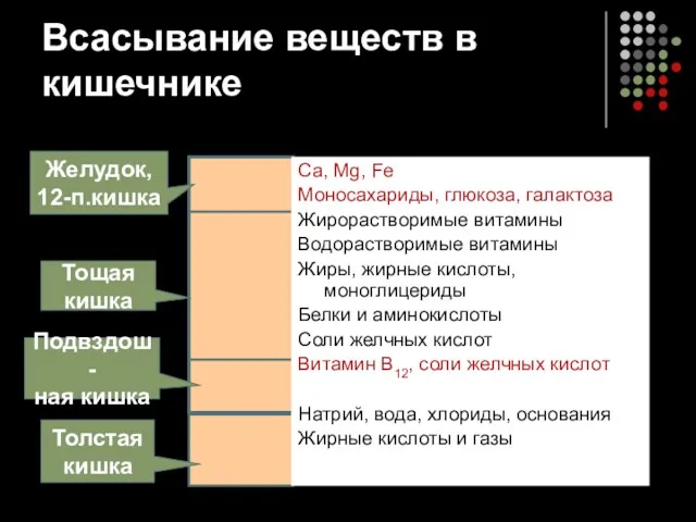 Всасывание веществ в кишечнике