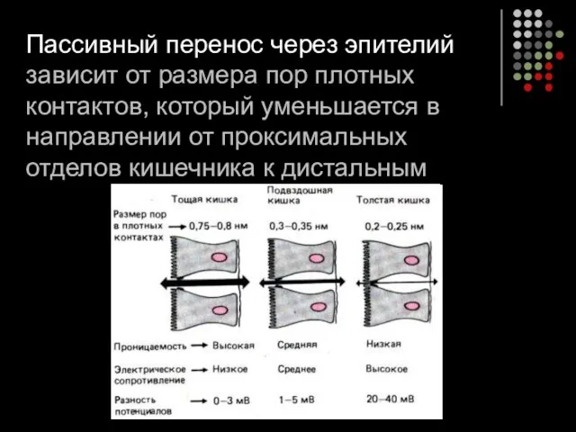 Пассивный перенос через эпителий зависит от размера пор плотных контактов,