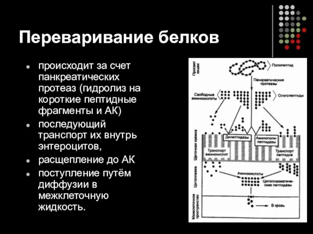 Переваривание белков происходит за счет панкреатических протеаз (гидролиз на короткие