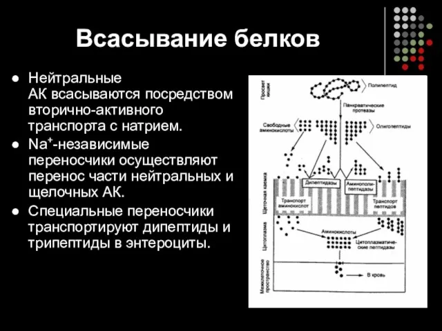 Всасывание белков Нейтральные АК всасываются посредством вторично-активного транспорта с натрием.