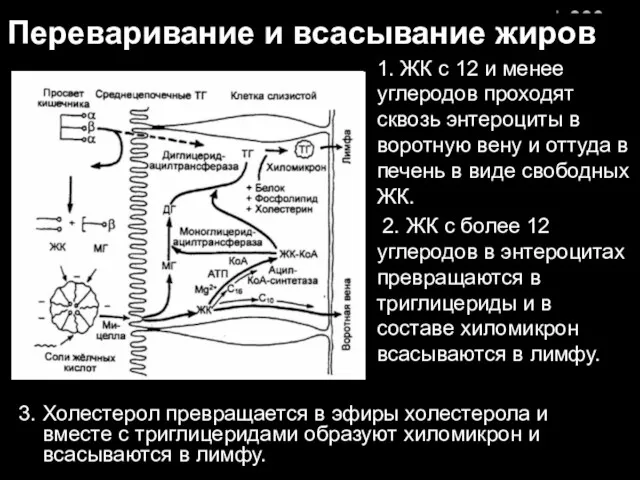 Переваривание и всасывание жиров 3. Холестерол превращается в эфиры холестерола