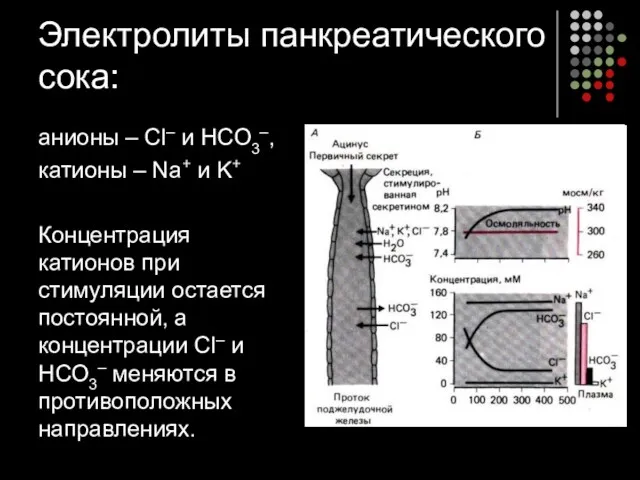 Электролиты панкреатического сока: анионы – Сl– и НСО3–, катионы –