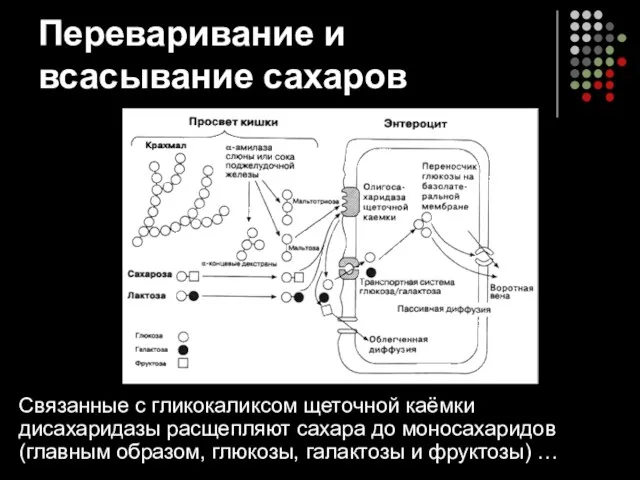 Переваривание и всасывание сахаров Связанные с гликокаликсом щеточной каёмки дисахаридазы