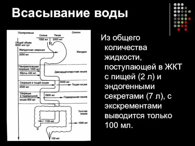 Всасывание воды Из общего количества жидкости, поступающей в ЖКТ с