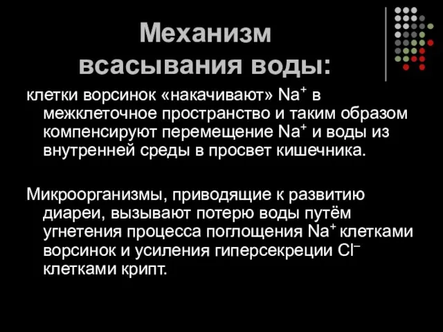 Механизм всасывания воды: клетки ворсинок «накачивают» Na+ в межклеточное пространство