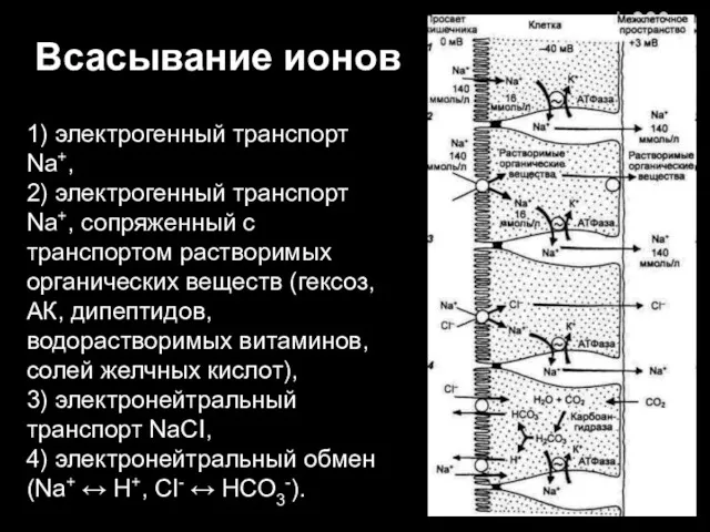 Всасывание ионов 1) электрогенный транспорт Na+, 2) электрогенный транспорт Na+,