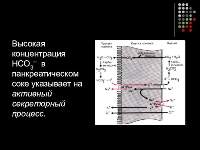 Высокая концентрация НСО3– в панкреатическом соке указывает на активный секреторный процесс.