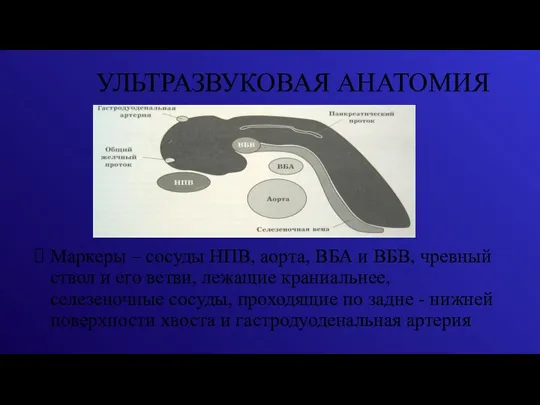 УЛЬТРАЗВУКОВАЯ АНАТОМИЯ Маркеры – сосуды НПВ, аорта, ВБА и ВБВ,