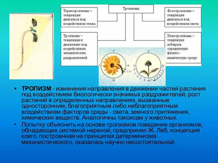 ТРОПИЗМ - изменения направления в движении частей растения под воздействием