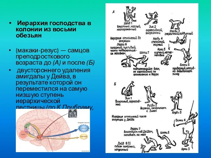 Иерархия господства в колонии из восьми обезьян (макаки-резус) — самцов