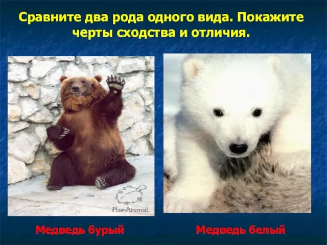 Сравните два рода одного вида. Покажите черты сходства и отличия. Медведь белый Медведь бурый