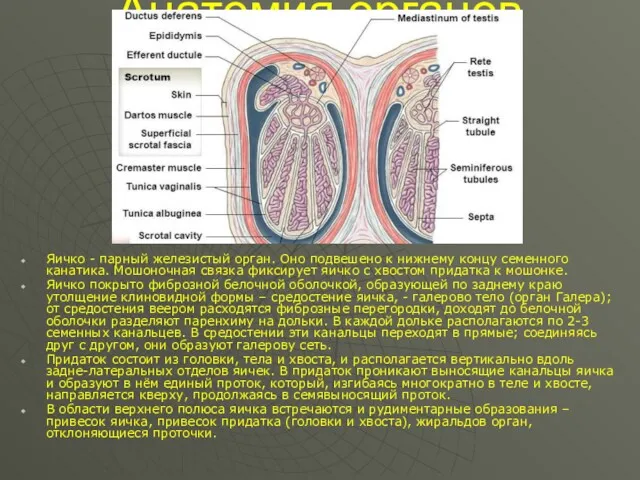 Анатомия органов мошонки Яичко - парный железистый орган. Оно подвешено к нижнему концу