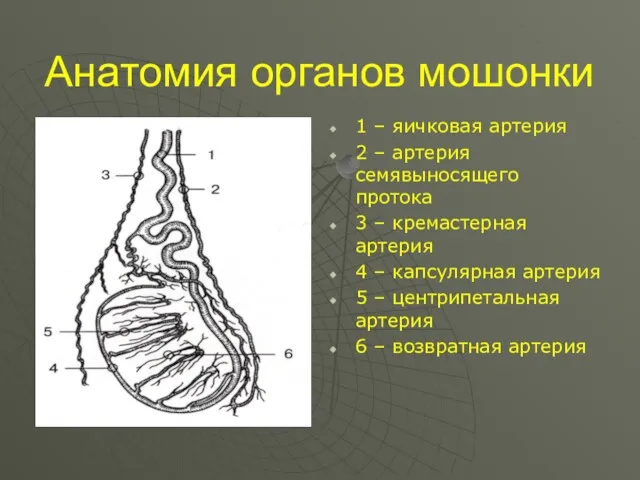 Анатомия органов мошонки 1 – яичковая артерия 2 – артерия семявыносящего протока 3