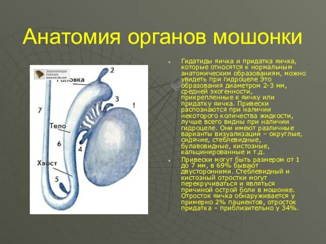 Анатомия органов мошонки Гидатиды яичка и придатка яичка, которые относятся к нормальным анатомическим
