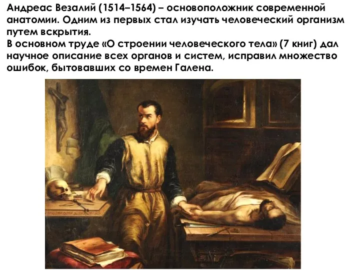 Андреас Везалий (1514–1564) – основоположник современной анатомии. Одним из первых