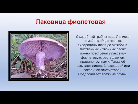 Лаковица фиолетовая Съедобный гриб из рода Леписта семейства Рядовковые. С середины июля до