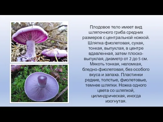 Плодовое тело имеет вид шляпочного гриба средних размеров с центральной ножкой. Шляпка фиолетовая,
