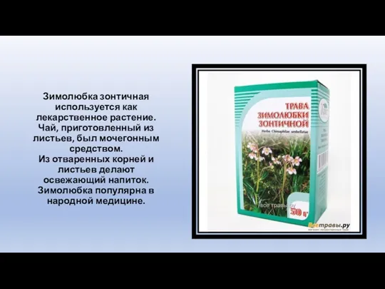 Зимолюбка зонтичная используется как лекарственное растение. Чай, приготовленный из листьев,
