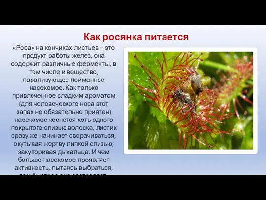 «Роса» на кончиках листьев – это продукт работы желез, она содержит различные ферменты,