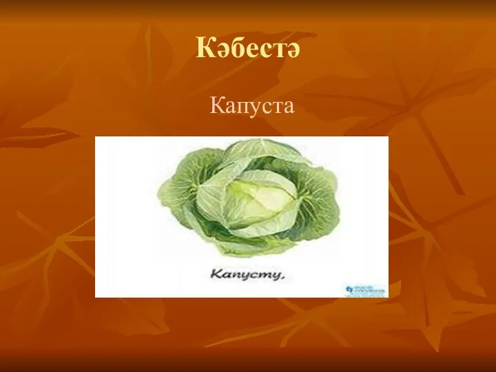 Кәбестә Капуста