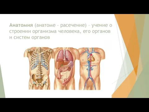 Анатомия (анатоме – расечение) – учение о строении организма человека, его органов и систем органов