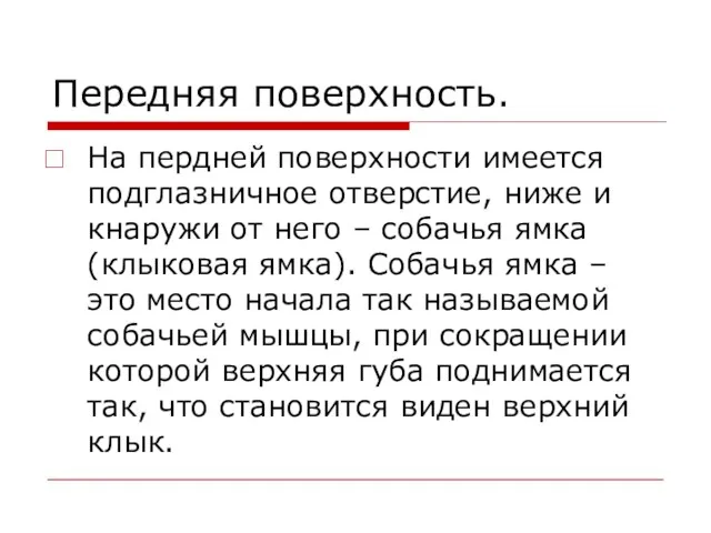 Передняя поверхность. На пердней поверхности имеется подглазничное отверстие, ниже и