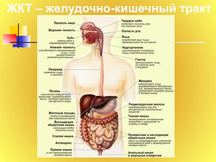 ЖКТ – желудочно-кишечный тракт