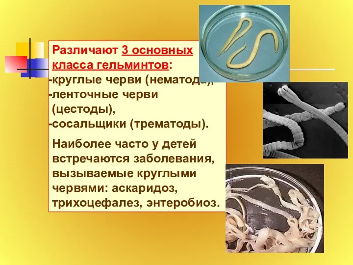 Различают 3 основных класса гельминтов: круглые черви (нематода), ленточные черви (цестоды), сосальщики (трематоды).