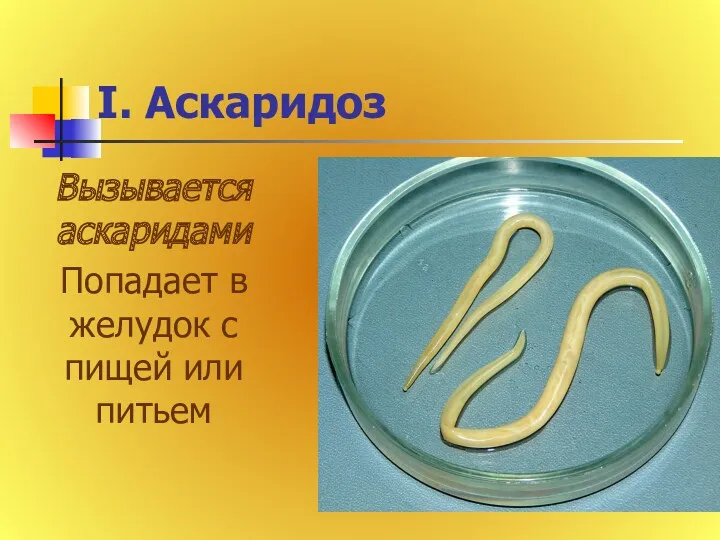 I. Аскаридоз Вызывается аскаридами Попадает в желудок с пищей или питьем