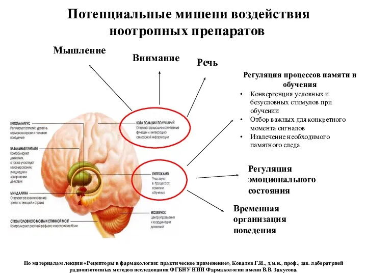 Потенциальные мишени воздействия ноотропных препаратов Регуляция процессов памяти и обучения Конвергенция условных и