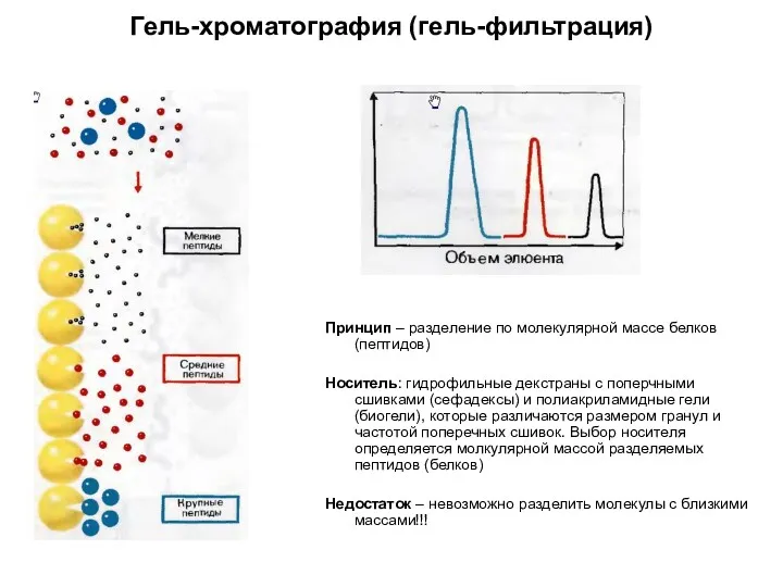 Гель-хроматография (гель-фильтрация) Принцип – разделение по молекулярной массе белков (пептидов)