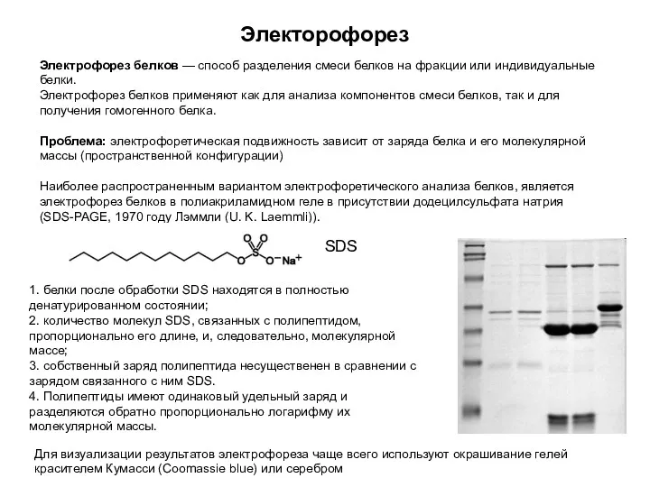 Электорофорез Электрофорез белков — способ разделения смеси белков на фракции