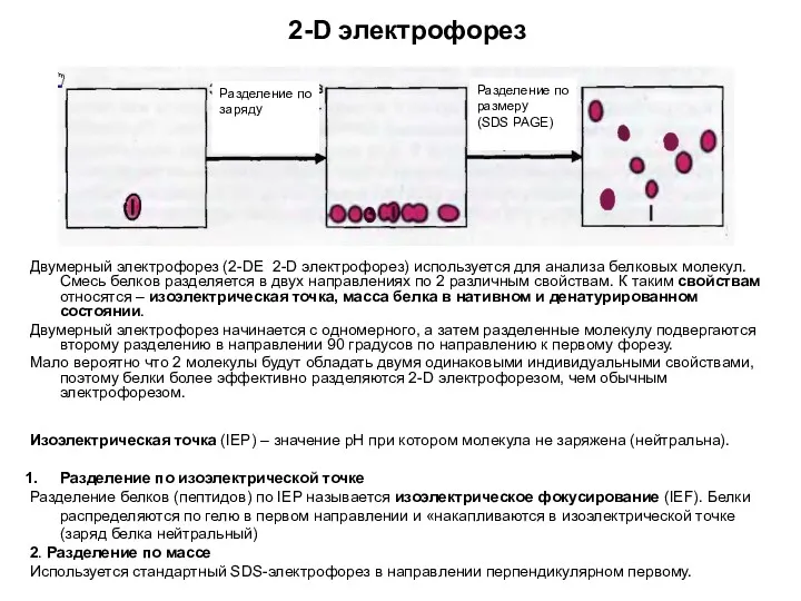 2-D электрофорез Двумерный электрофорез (2-DE 2-D электрофорез) используется для анализа