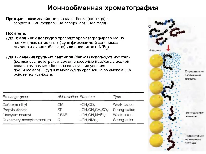 Ионнообменная хроматография Принцип – взаимодействие зарядов белка (пептида) с заряженными