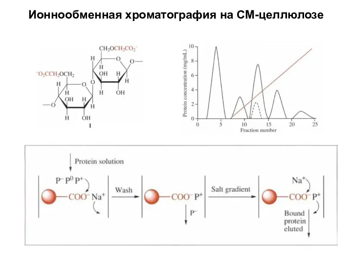 Ионнообменная хроматография на СМ-целлюлозе