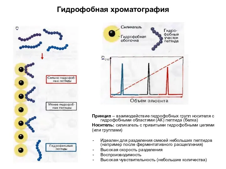 Гидрофобная хроматография Принцип – взаимодействие гидрофобных групп носителя с гидрофобными