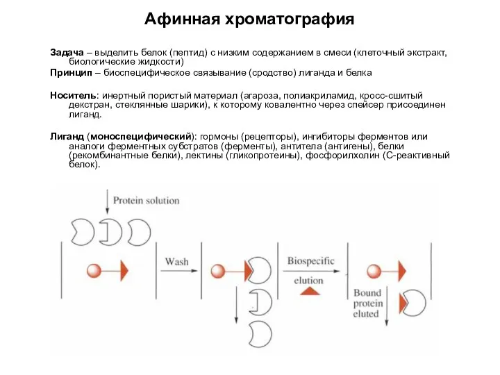 Афинная хроматография Задача – выделить белок (пептид) с низким содержанием