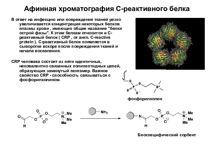 Афинная хроматография С-реактивного белка В ответ на инфекцию или повреждение