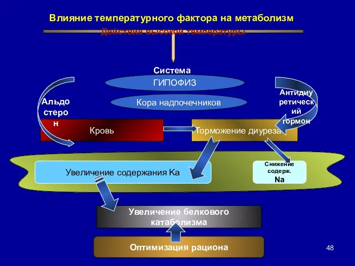 Действие высокой температуры Оптимизация рациона Кровь Торможение диуреза Увеличение белкового