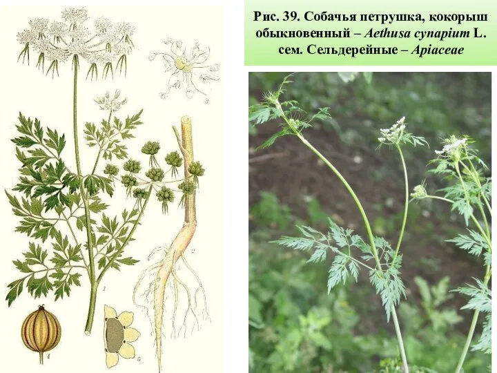 Рис. 39. Собачья петрушка, кокорыш обыкновенный – Aethusa cynapium L. сем. Сельдерейные – Apiaceae