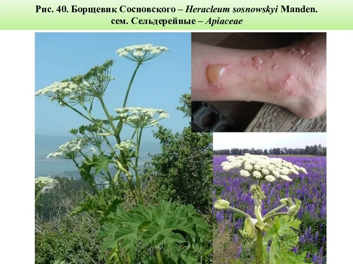 Рис. 40. Борщевик Сосновского – Heracleum sosnowskyi Manden. сем. Сельдерейные – Apiaceae