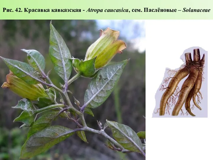 Рис. 42. Красавка кавказская - Atropa caucasica, сем. Паслёновые – Solanaceae