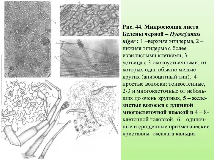 Рис. 44. Микроскопия листа Белены черной – Hyoscýamus níger :