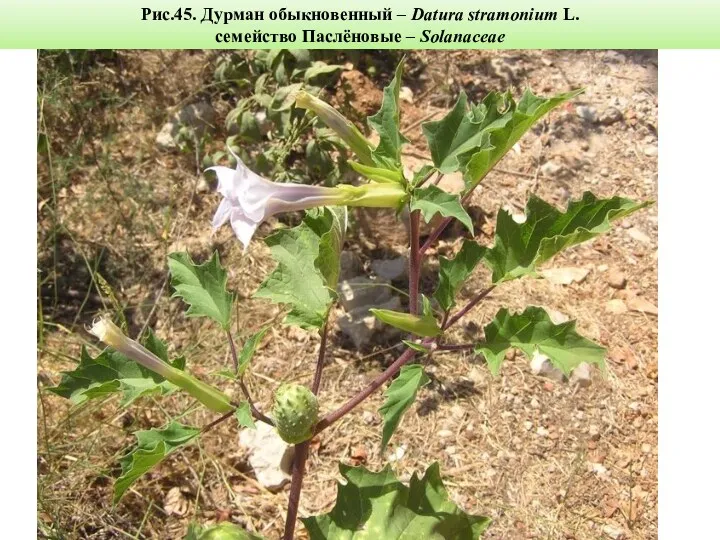 Рис.45. Дурман обыкновенный – Datura stramonium L. семейство Паслёновые – Solanaceae